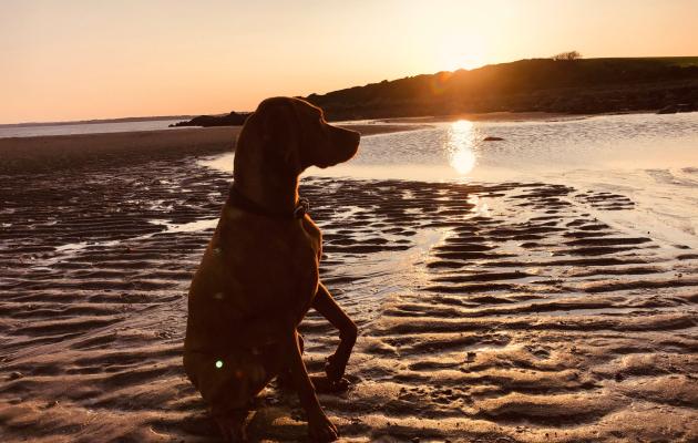 Dog at Mossyard beach